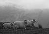 Annual Competition & Exhibition 2016 - Monochrome Prints